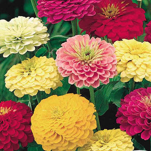 Zinnias