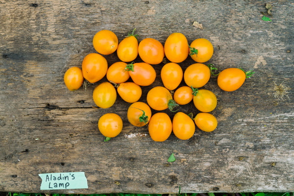 Pink-Purple Tomatoes Seedlings – Vicki's Veggies PEC